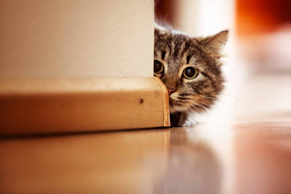 Curious Norwegian Forest Cat looking around the corner of a wall