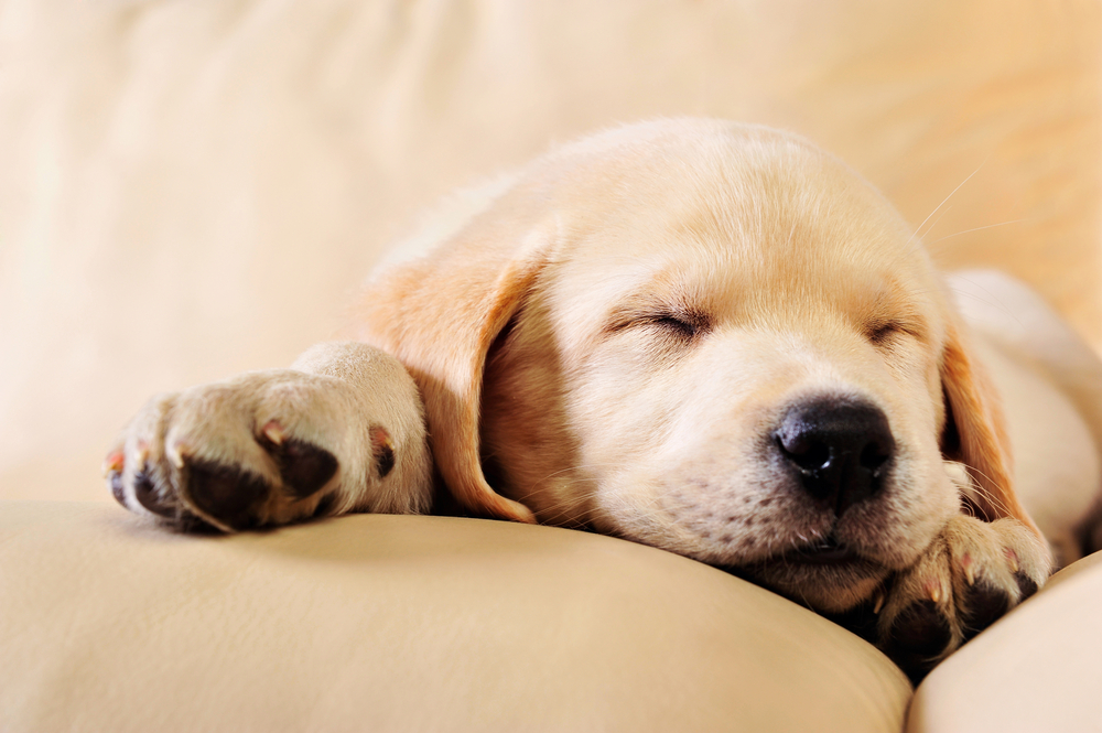 【ドッグトレーナー監修】犬は腕枕が好き？腕に顔を乗せてくる心理と理由や意味について解説【2023年版】