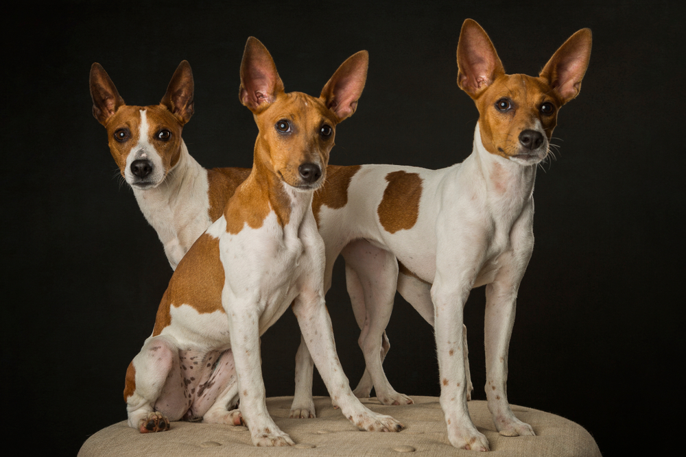 Family of Rat Terriers