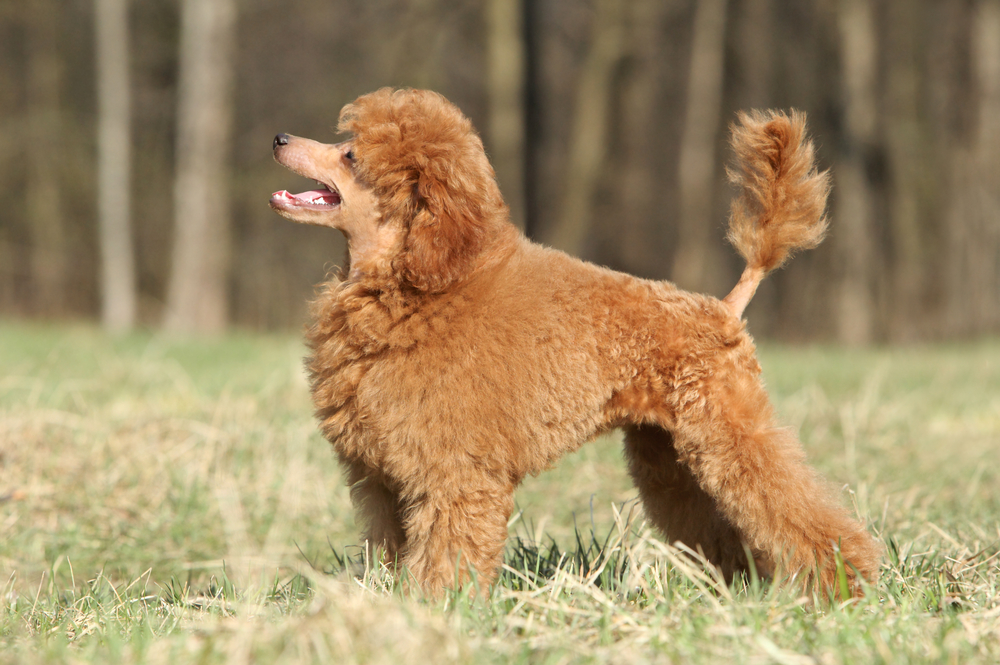 Playful Toy poodle puppy posing on green grass