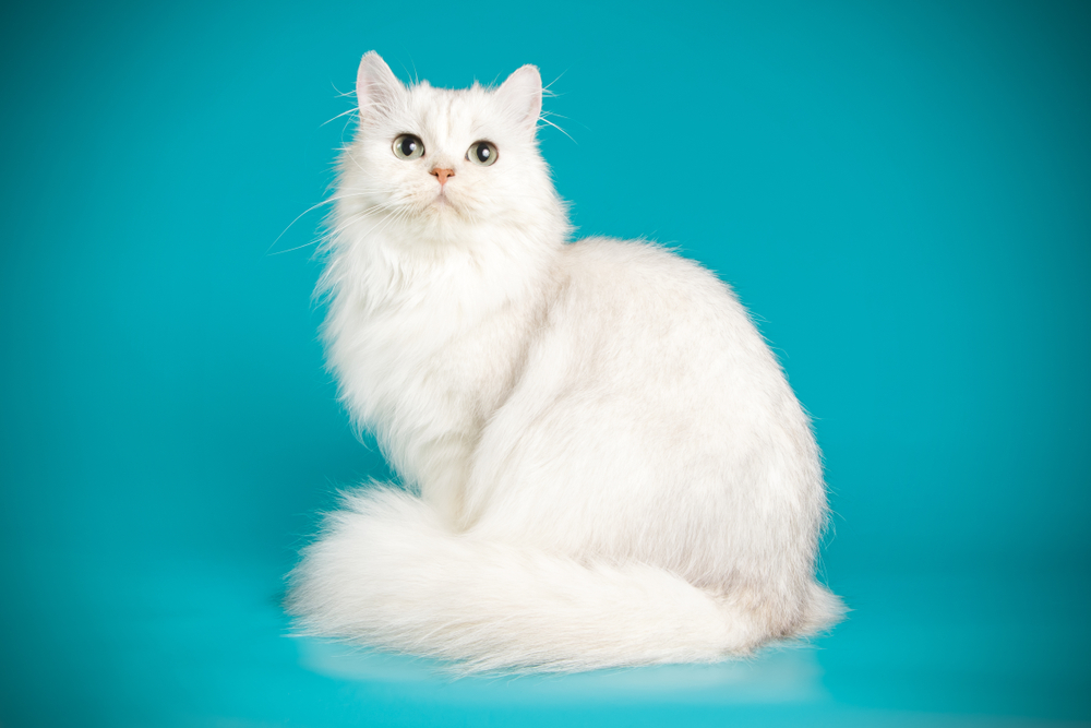 ペルシャ猫　猫　白猫　