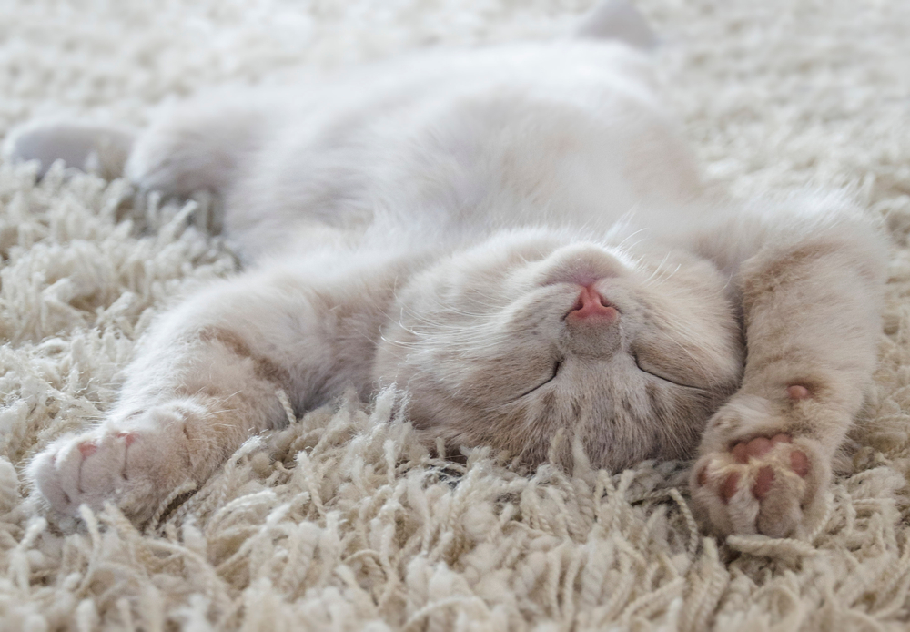 a cute cat lying on the back like on a carpet, almost same color
