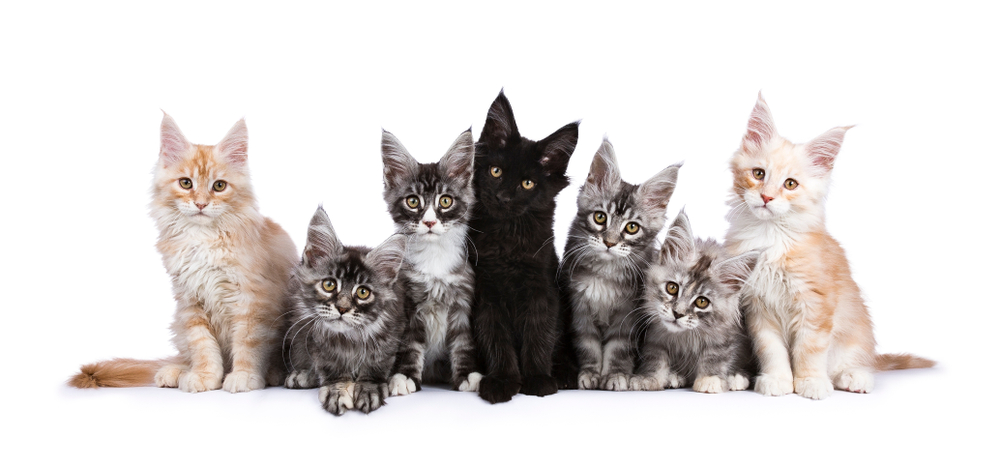 Row of seven Maine Coons facing camera isolated on white background