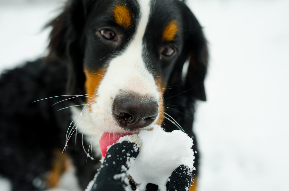 犬が雪を食べても大丈夫なの？雪に関わる危険や注意点を詳しく取り上げます！