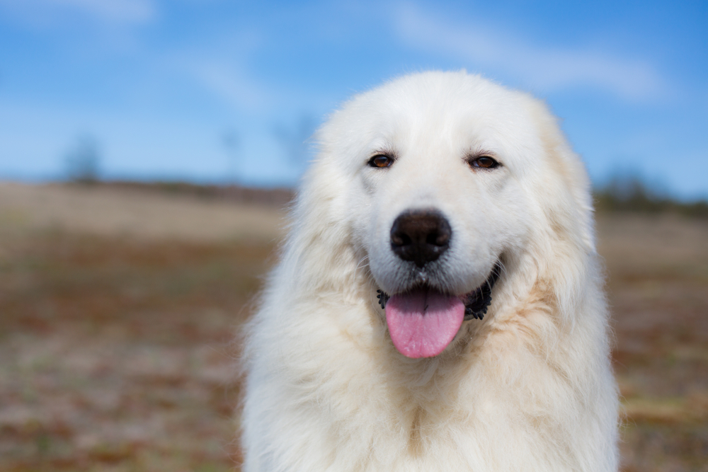 Portrait of gorgeous maremma sheepdog. Big white fluffy dog posing in the field in a sunny day