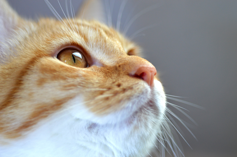 Closeup portrait of the head of a red and white cat with beautiful amber eyes / macro