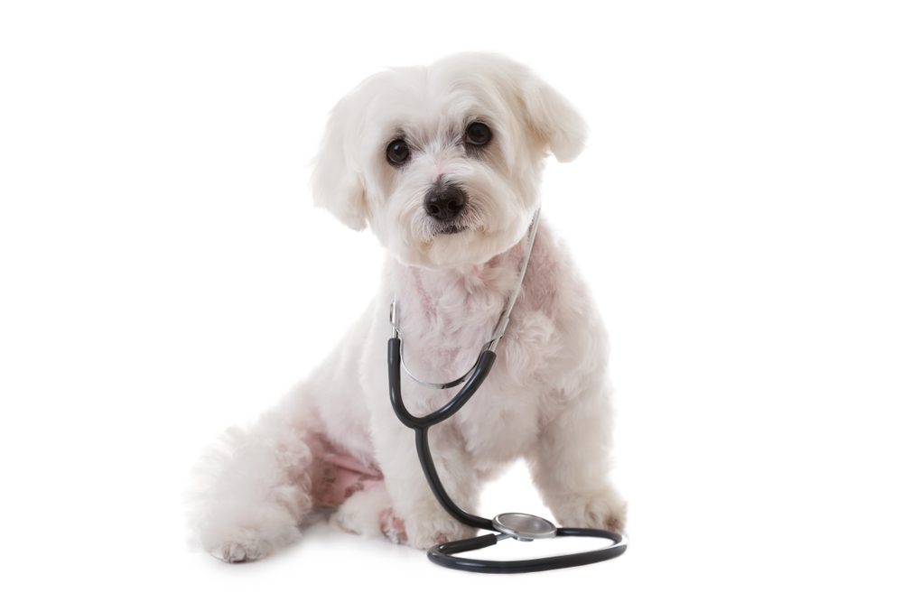 cute white maltese dog with a stethoscope on his neck, isolated on white background