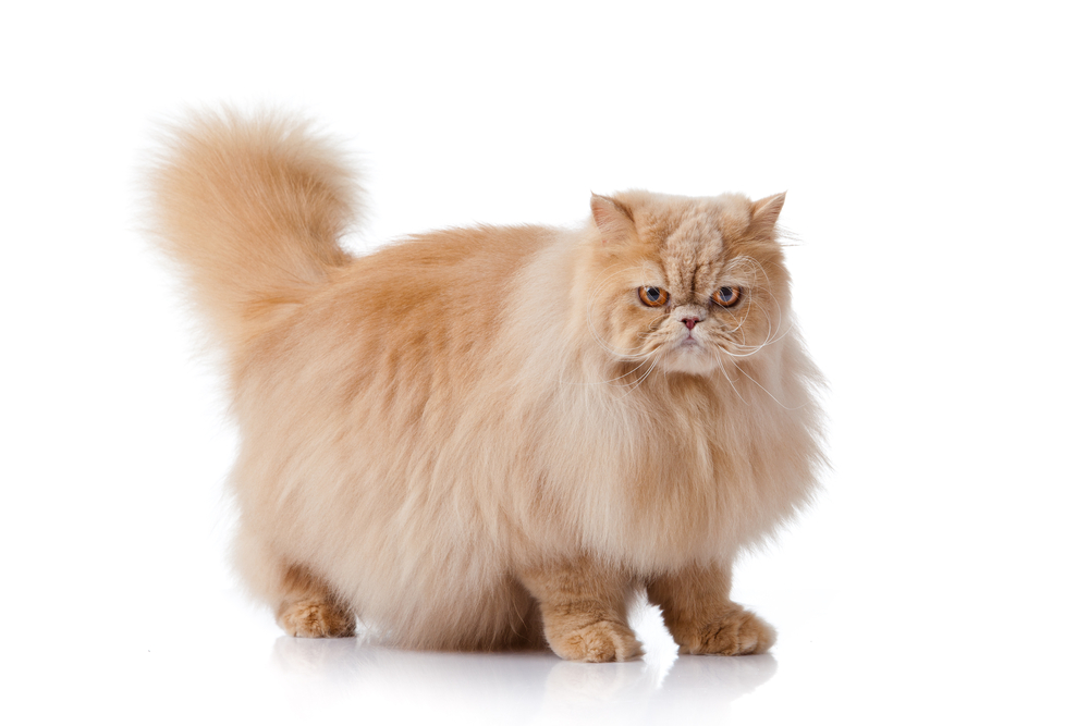 persian cat isolated on white. Persian cat portrait