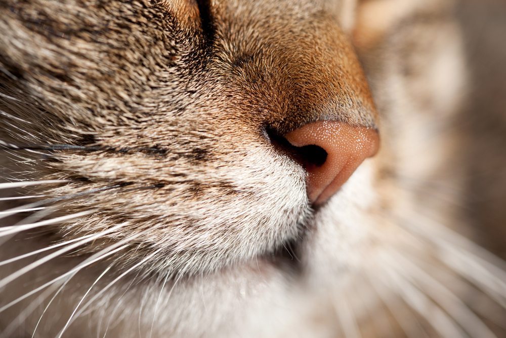 nose of a striped male cat