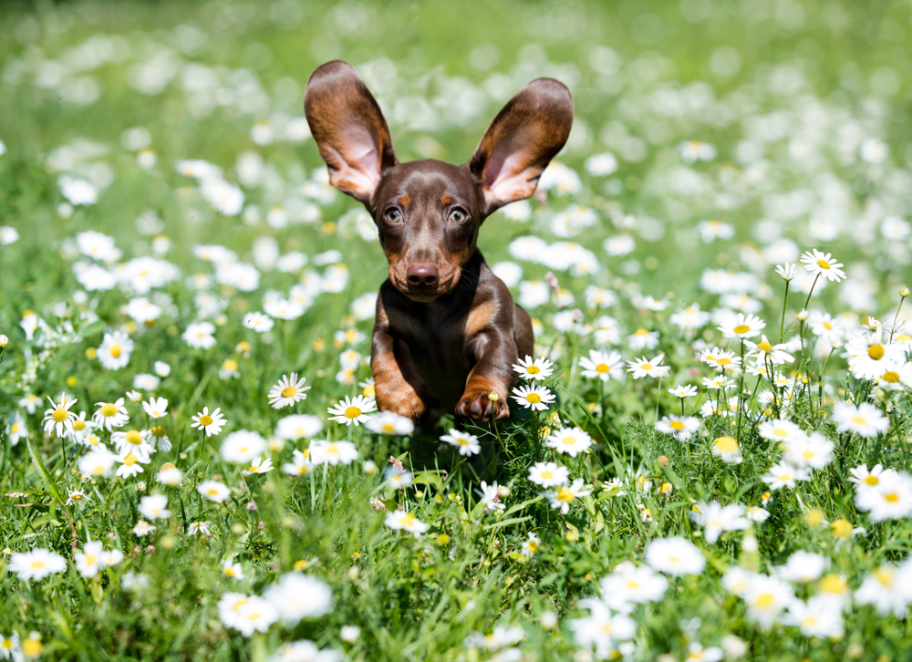 Dachshunds puppy are playing on the grass