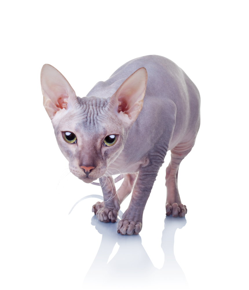 Cat of Don Sphynx breed isolated on white background