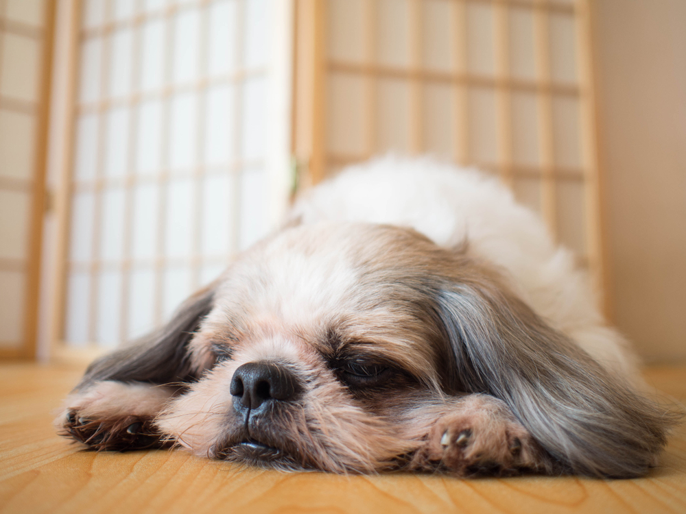 Lazy dog. Cute Shih tzu dog sleeping and relaxing on wood floor at home. Pet lifestyle and health concept. Close up.