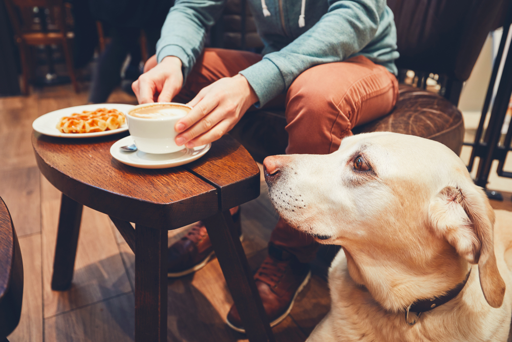 カフェにいる犬