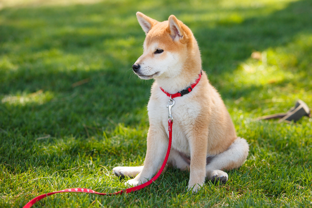 shiba inu puppy sitting on a green grass