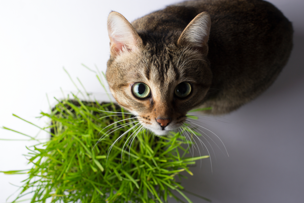 The cat is eating the grass