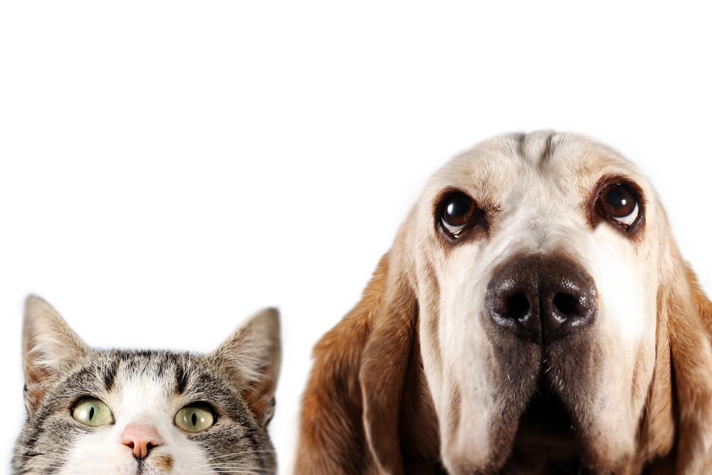 Basset hound dog and cat watching 