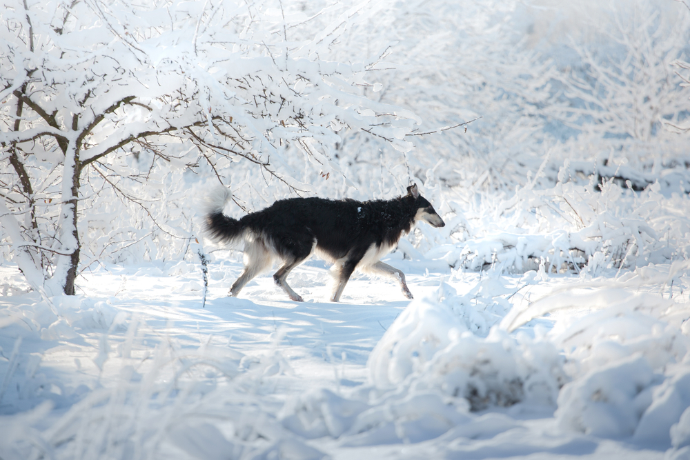 Black and white Russian borzoi dog runs on the snow on the white winter forest background