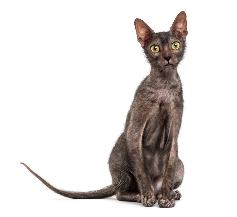 Lykoi cat, 7 months old, also called the Werewolf cat , against white background