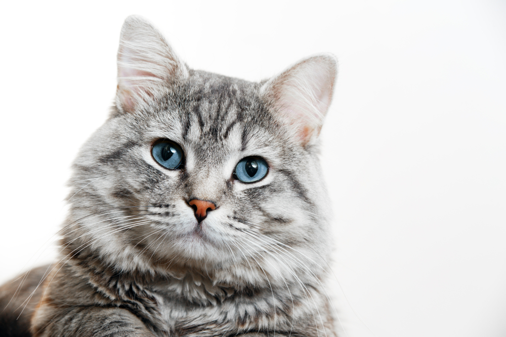 カメラをじっと見つめる青い目の猫