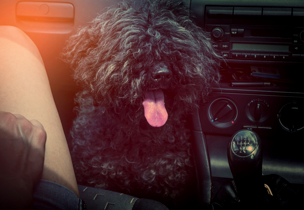 Happy, black puli dog with big red tongue in the car traveling with