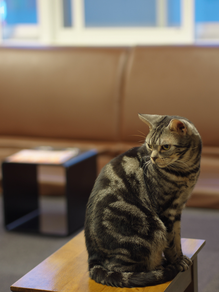 cat in cafe