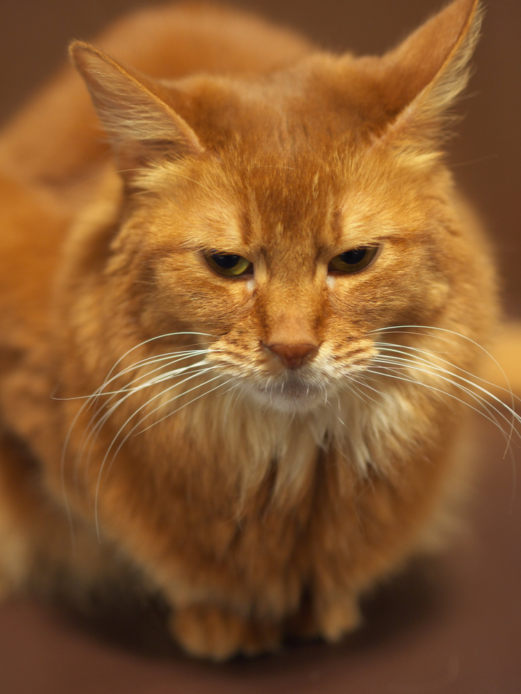 cat in cafe