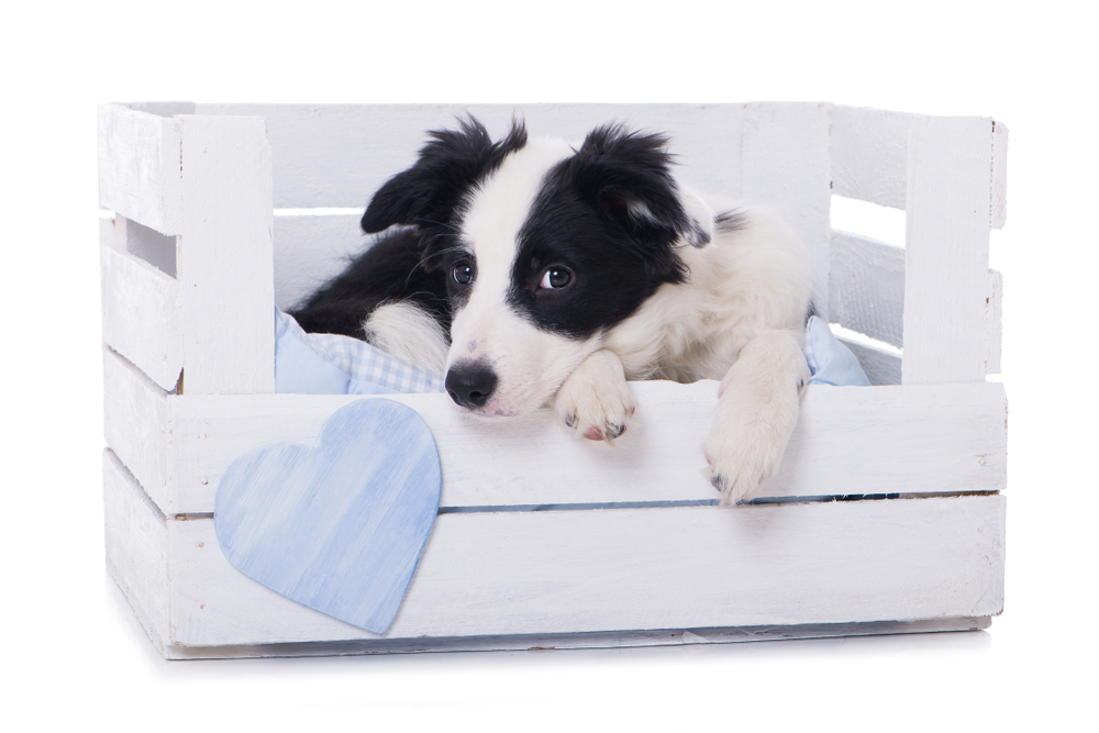 犬用ベッドを手作りする方法！メリットと作り方を徹底解説