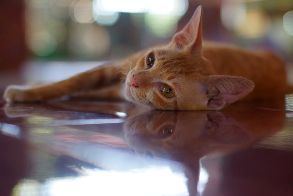 Little red Burmese cat lying on floor in temple, mirror reflection of cat in glossy floor, Yangon, Burma (Myanmar)                                 