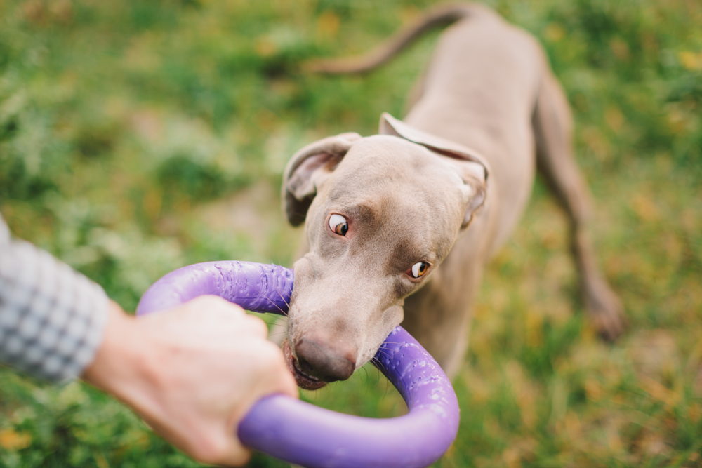 Weimaraner Playing with a Toy with Owner