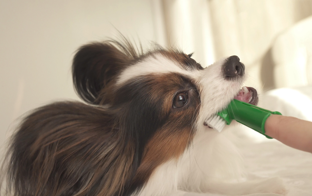犬　歯ブラシ　磨き方