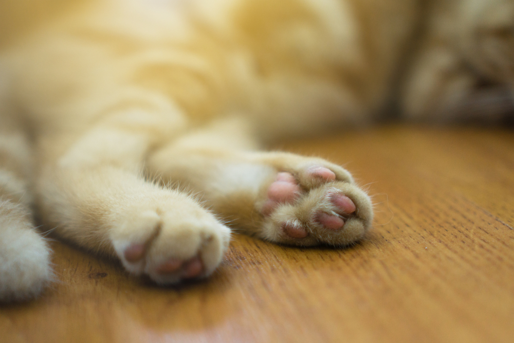 The feet of a dirty American Shorthair kitten.