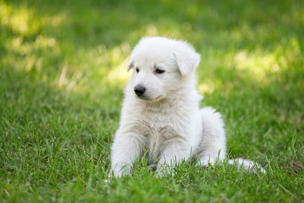 White Swiss Shepherd`s puppy