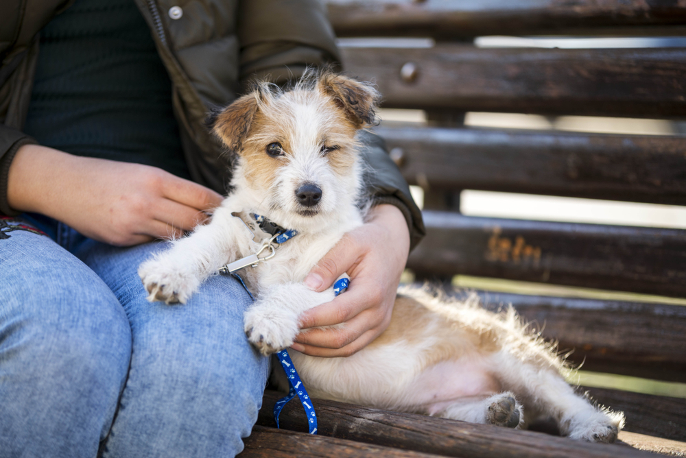 Kromfohrlander dog puppie posing on park bench. Cute dog portrait