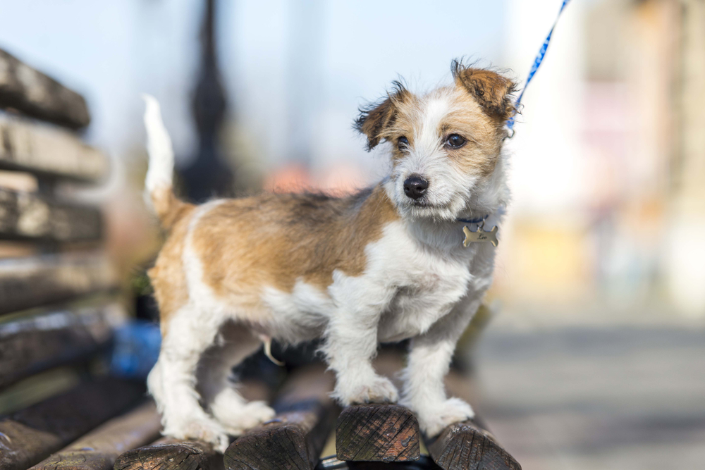 Kromfohrlander dog puppie posing on park bench. Cute dog portrait