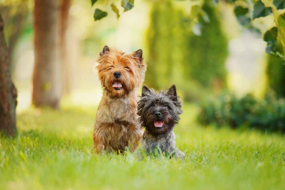Couple of Cairn Terriers Sitting in Grass