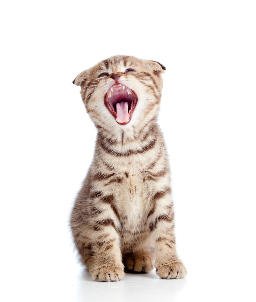 Funny little yawning Scottish fold kitten. Isolated on white background.