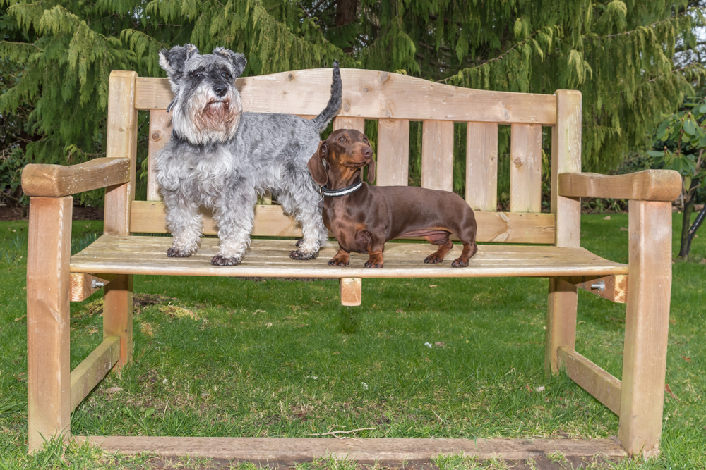 Chocolate and Tan Miniature Dachshund and Salt and Pepper Miniature Schnauzer standing on a bench side by side