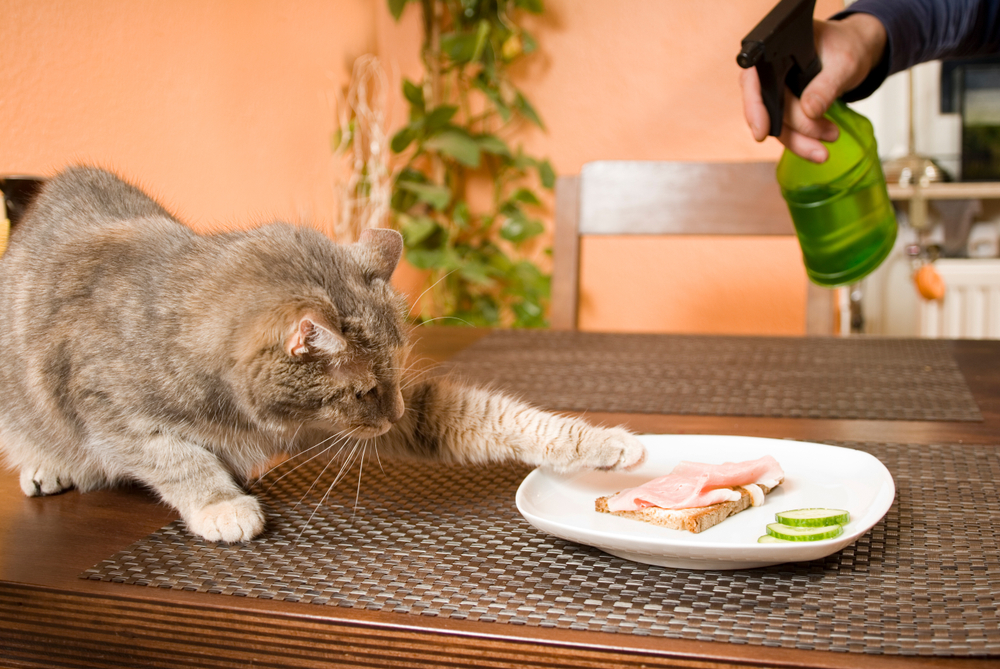 テーブルの上にあるごはんを食べようとしている猫
