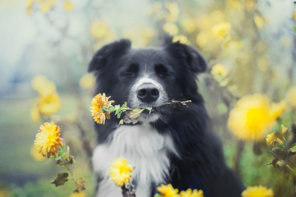 花を咥える犬