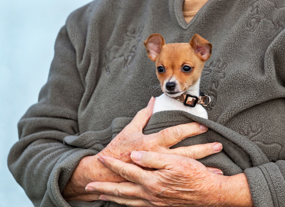 tiny toy fox terrier puppy being held in a fleece jacket