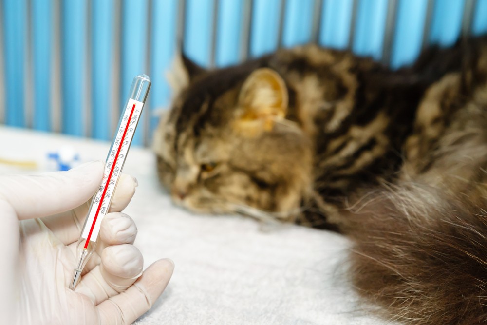 猫　体温計　測る
