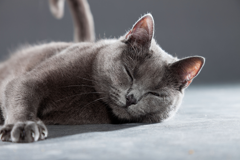 Grey Chartreux cat with yellow orange eyes isolated on grey background. Studio shot. Origin from France. Beautiful pet.