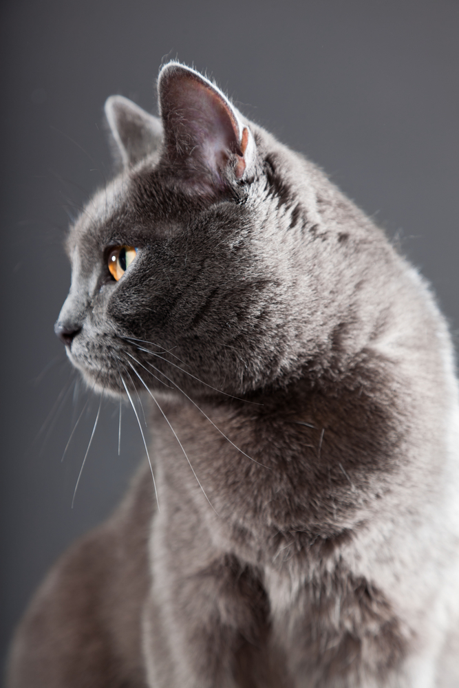 Grey Chartreux cat with yellow orange eyes isolated on grey background. Studio shot. Origin from France. Beautiful pet.