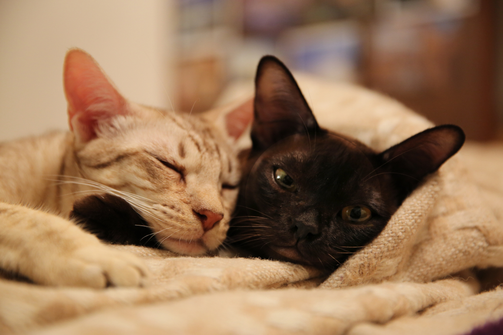 burmese cat and ocicat lying on the bed beige blanket