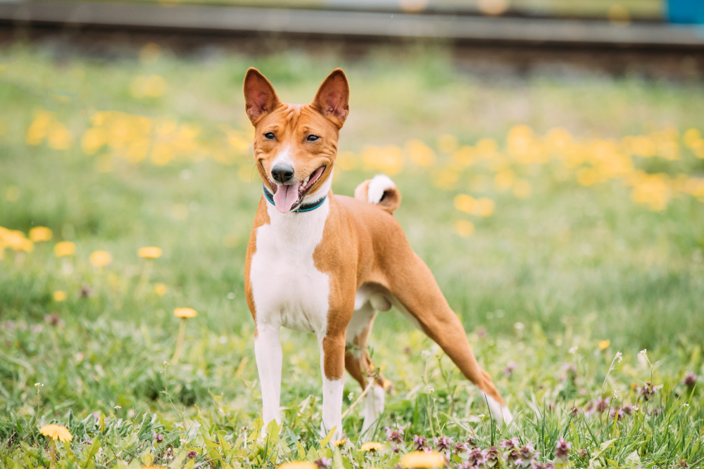 Basenji Kongo Terrier Dog. The Basenji Is A Breed Of Hunting Dog. It Was Bred From Stock That Originated In Central Africa. Smiling Dog.