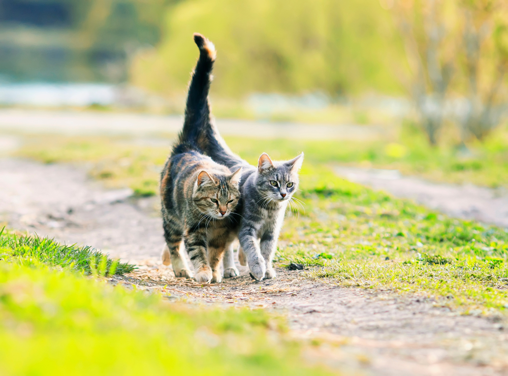 しっぽを巻きつけて歩く二匹の猫