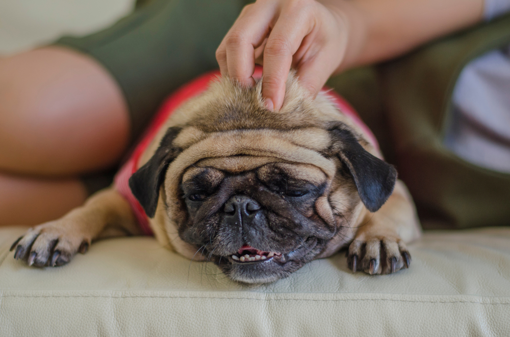 Pug dog lay on the bed has massage from young hand with blurred people background.