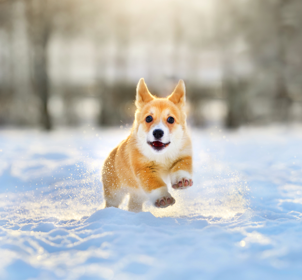 雪の中を駆け回る犬
