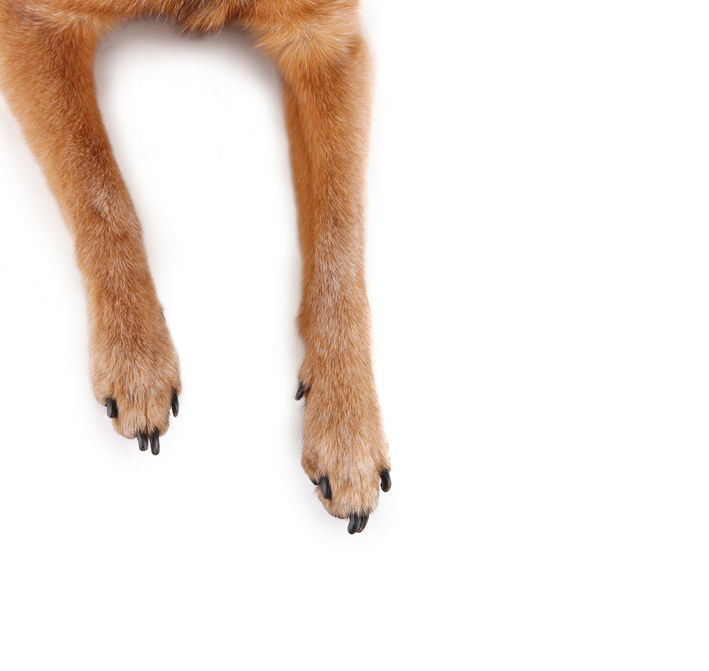 犬の狼爪（ろうそう）ってどこのこと？犬の爪の仕組みや切り方を解説！