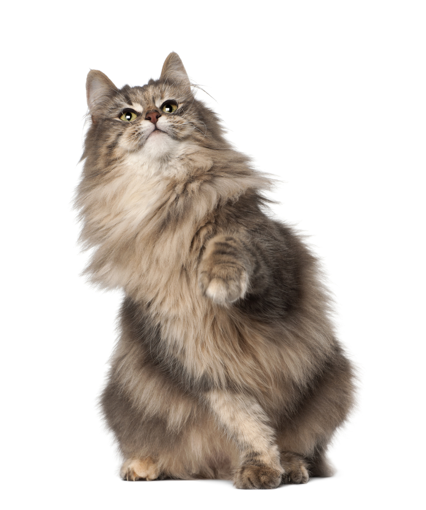 Norwegian Forest Cat, 1 and a half years old, sitting in front of white background
